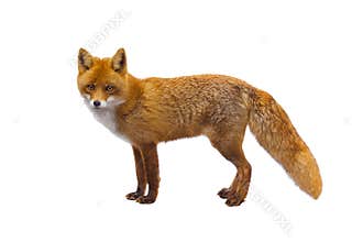 Fox isolated on a white