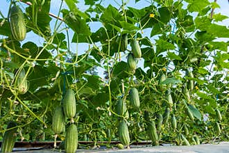 Cucumber in the garden