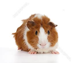 Abyssinian Guinea Pig
