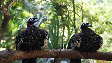 Black-fronted Piping Guan Jacutinga