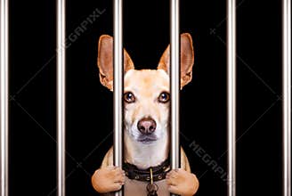 criminal dog behind bars in police station, jail prison, or shelter for bad behavior