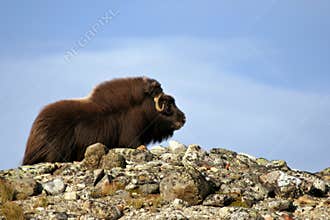 Musk Ox - Ovibos Moschatus