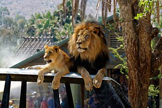 Mr & Mrs Lion Just Chilling in San Diego