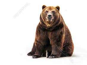 Bear on white