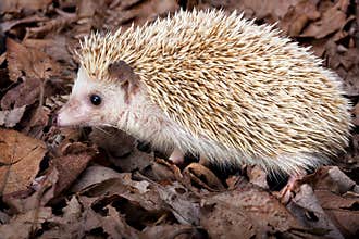 Pygmy hedgehog