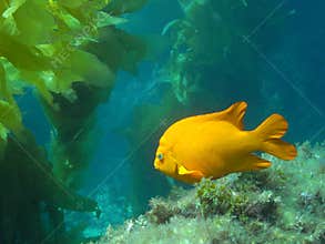 Adult Garibaldi