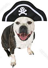 Funny Pirate Dog, Bulldog, Isolated
