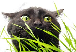 Cat & Grass