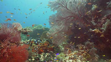 Coral reef and tropical fish. Bali,Indonesia.