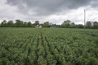 Crop of Broad Bean Plants and Pink Cottage