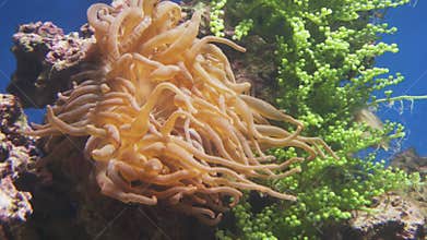 Sea anemones in marine aquarium stock footage video