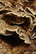 Wood fungus