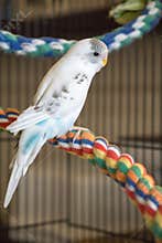 Budgie on colorful rope perch