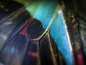 Macro photo of a butterfly wing