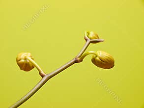 Orchid buds