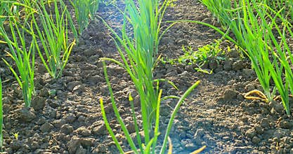 Line of early green onion plantation in spring. Close-up of young green onion in the garden cultivated at sun