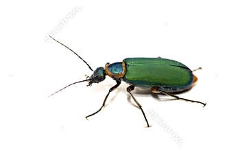 Beetle isolated on white