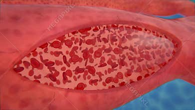 Blood cells flow vessel in section