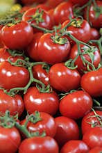 Tomato
