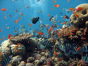 Coral Reef Scene