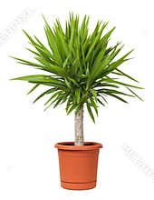 Yucca Potted Plant isolated