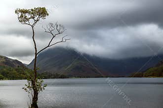 The lone tree of Buttermere during bad weather