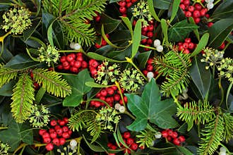 Winter Holly Ivy and Mistletoe Background