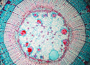 Arts Of Cell Biology