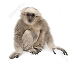 Young Pileated Gibbon, 1 year old, Hylobates Pileatus