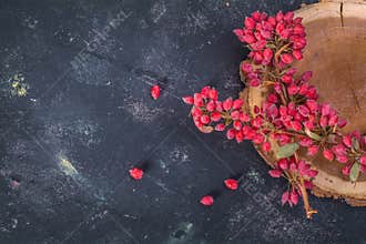 Barberry on tree trunk