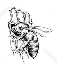 Hand drawn sketch of bee on honeycombs in black isolated on white background. Detailed vintage etching style drawing.