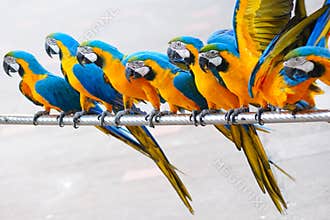 Parrot birds