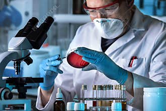 Microbiologist working with petri dish in the microbiology labor