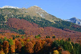 the forest turns red in autumn