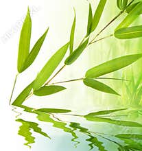 Bamboo twig and water