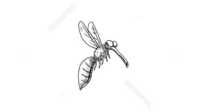 Mosquito Flying Cartoon 2D Animation