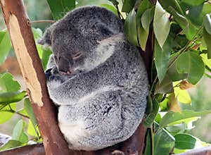 Baby koala
