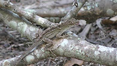 Common Florida Lizard eating a bug