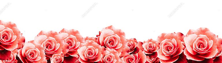 Red roses floral border frame background with wet red pink white roses flowers closeup pattern border panorama.