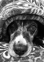 Old Dog Under Blanket