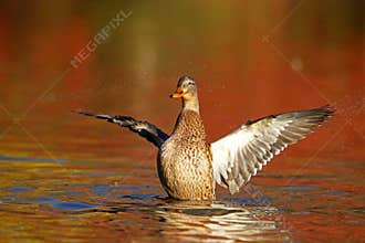 Mallard Hen on orange water in Fall at Dusk