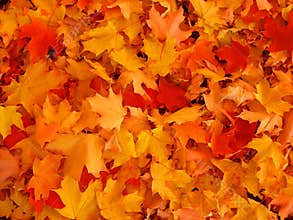 Autumn leaves.