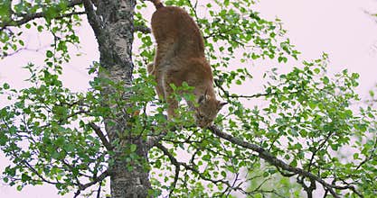 Playfull lynx cat cub climbing in a tree in the forest