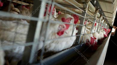 Poultry farm for breeding chickens and eggs, chickens pecking feed, close-up, factory hens, organic