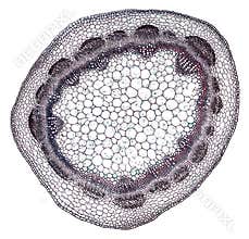 Microscopic cross section cut of a plant stem under the microscope