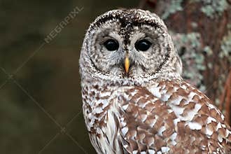 Barred Owl