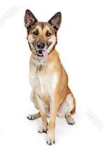 Friendly Happy Shepherd Crrossbreed Dog Sitting