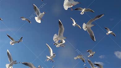 Flock of seagulls birds flying in the blue sky