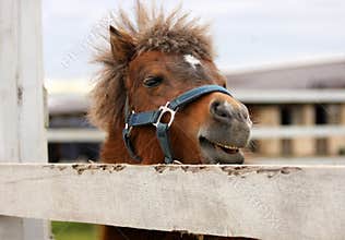 Funny pony