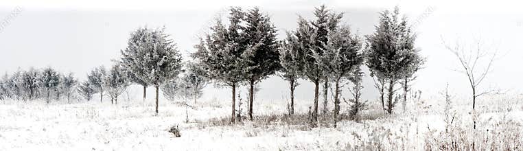 Panorama of snowy winter trees